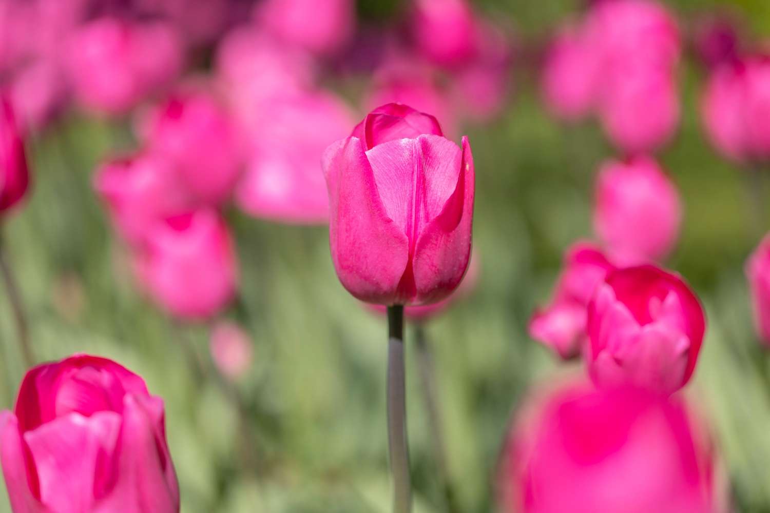 Tulipe 'Don Quichotte'